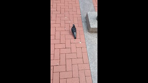 pigeon