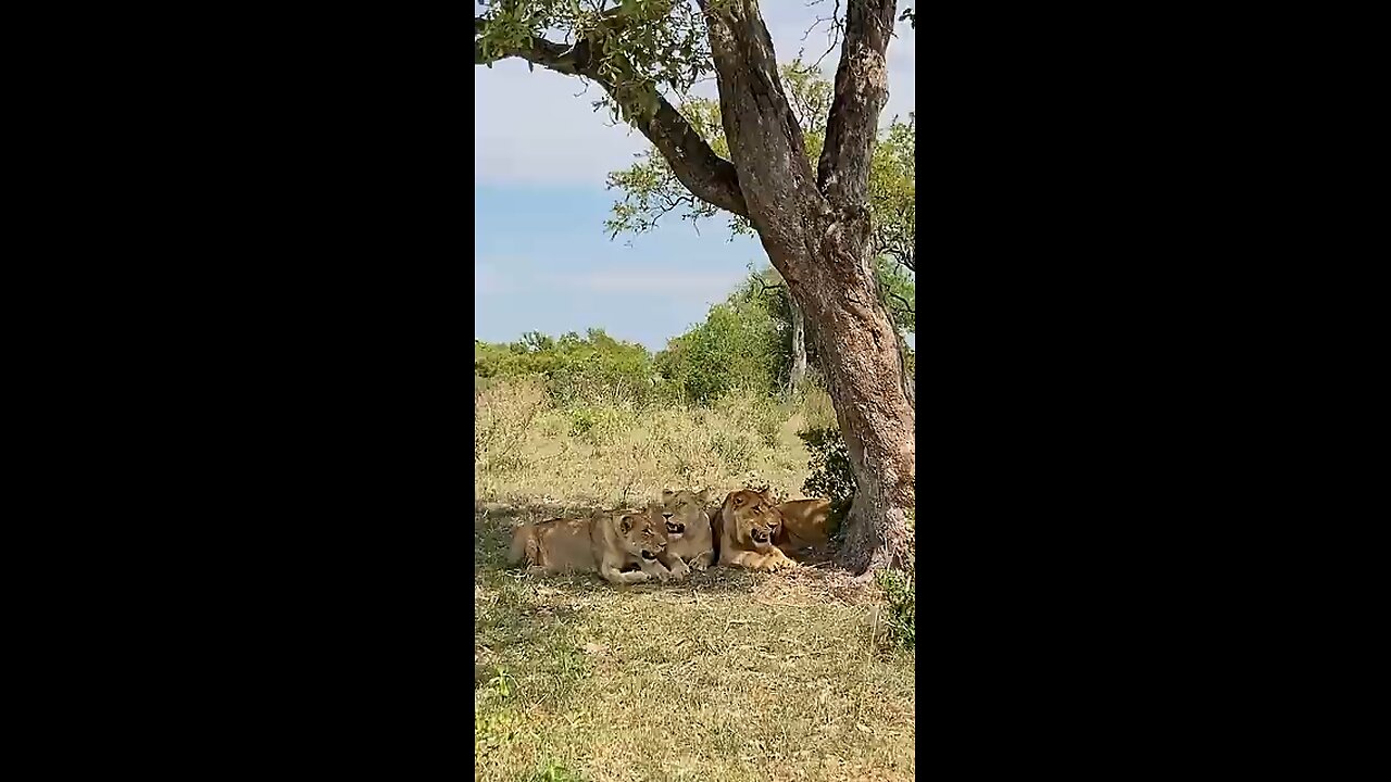 Lion attack Buffallo