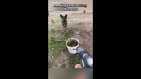 funny dog moments 😂