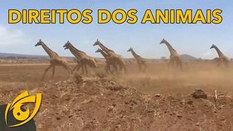 Animais possuem direito à vida, liberdade e propriedade? | Visão Libertária - 02/08/20 | ANCAPSU