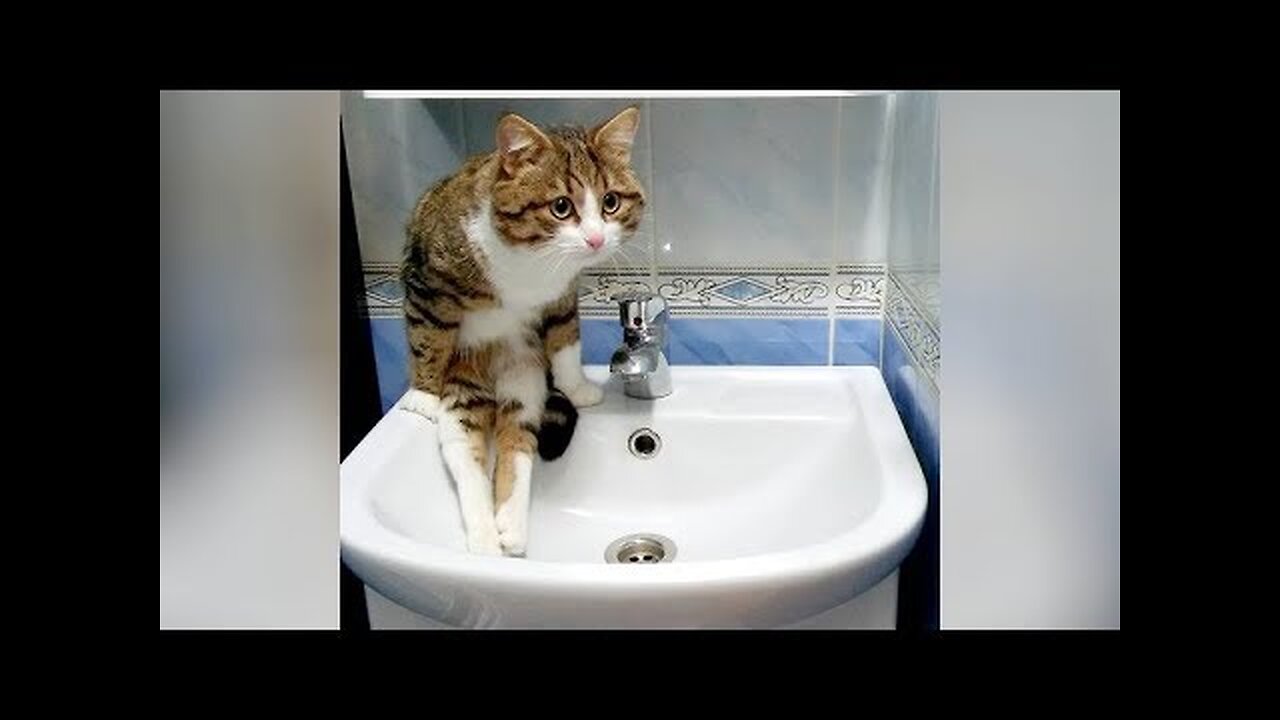 It's TIME to LAUGH FOR HOURS - Best FUNNY MOMENT videos