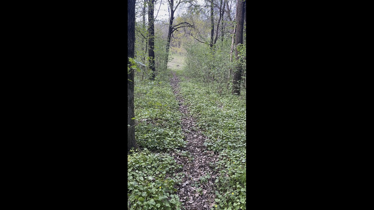 Forest flowers