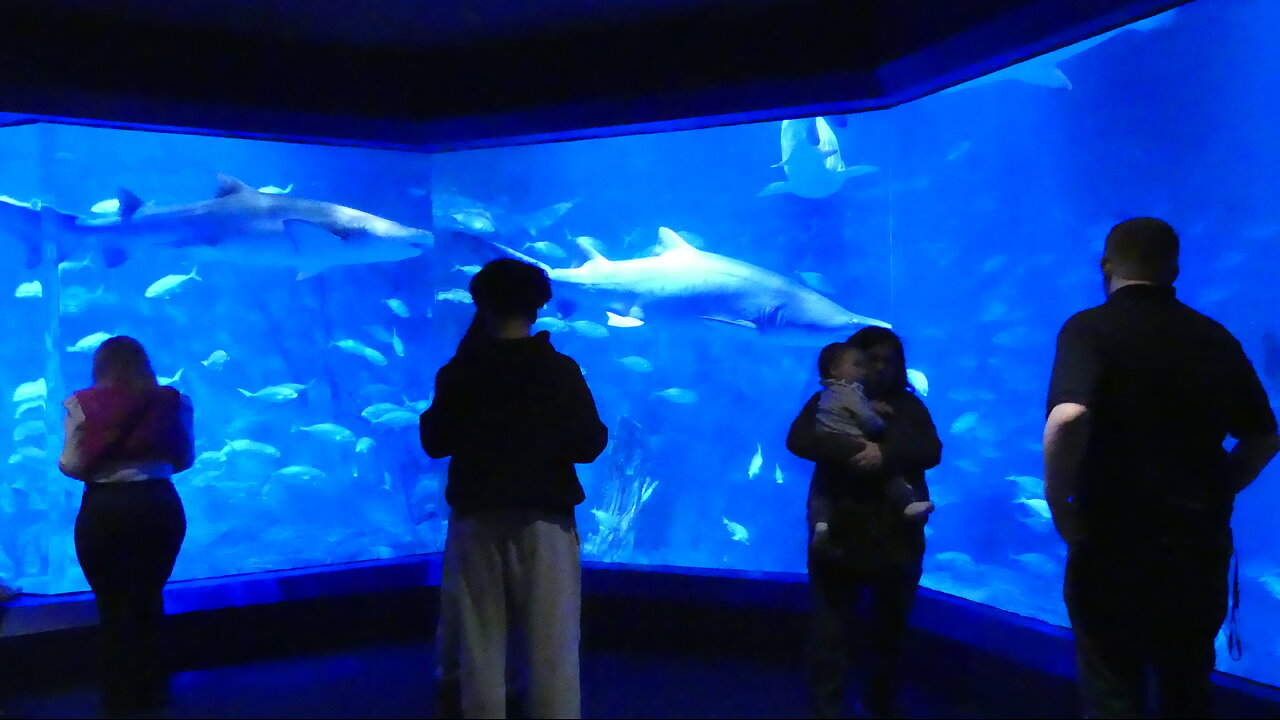 The Maritime Aquarium