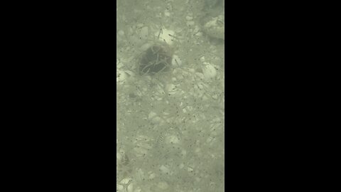 Spaghetti Fish! | 4K