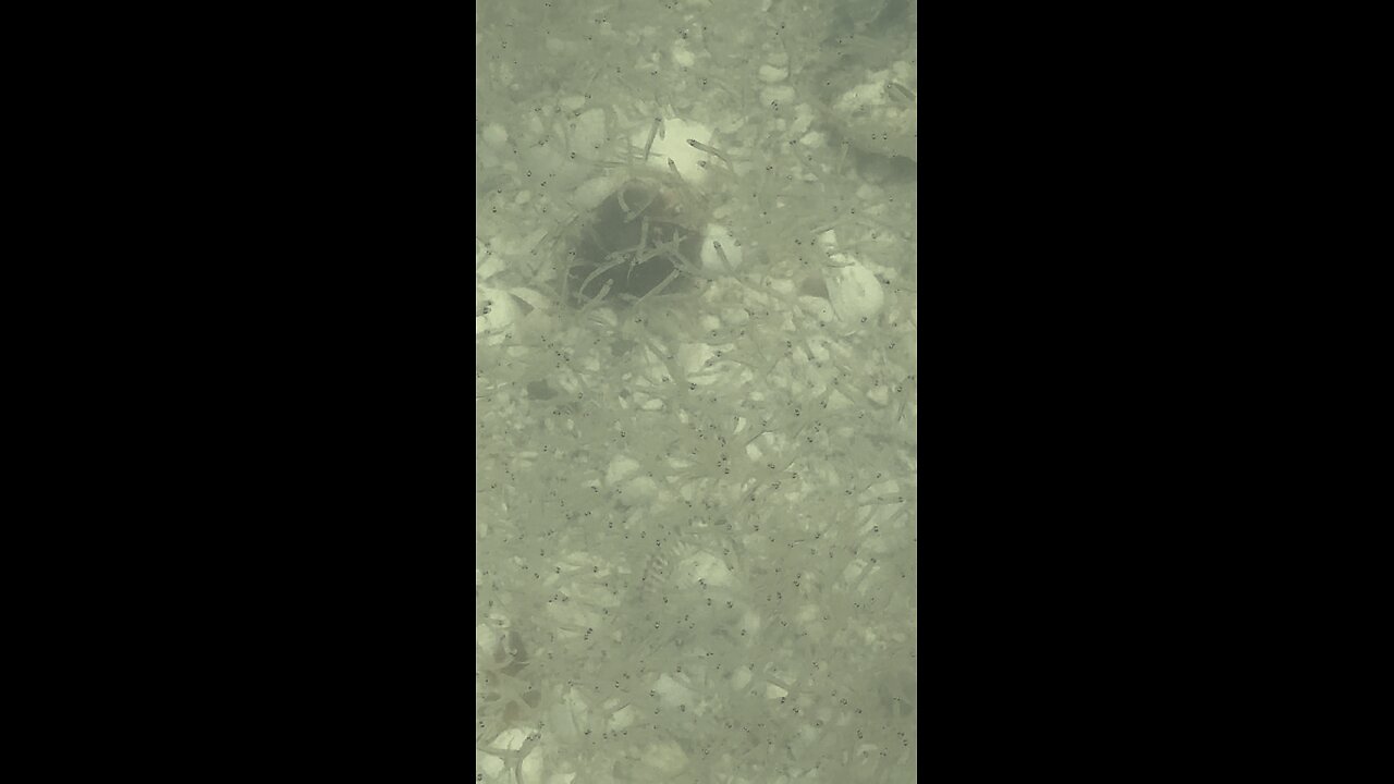 Spaghetti Fish! | 4K