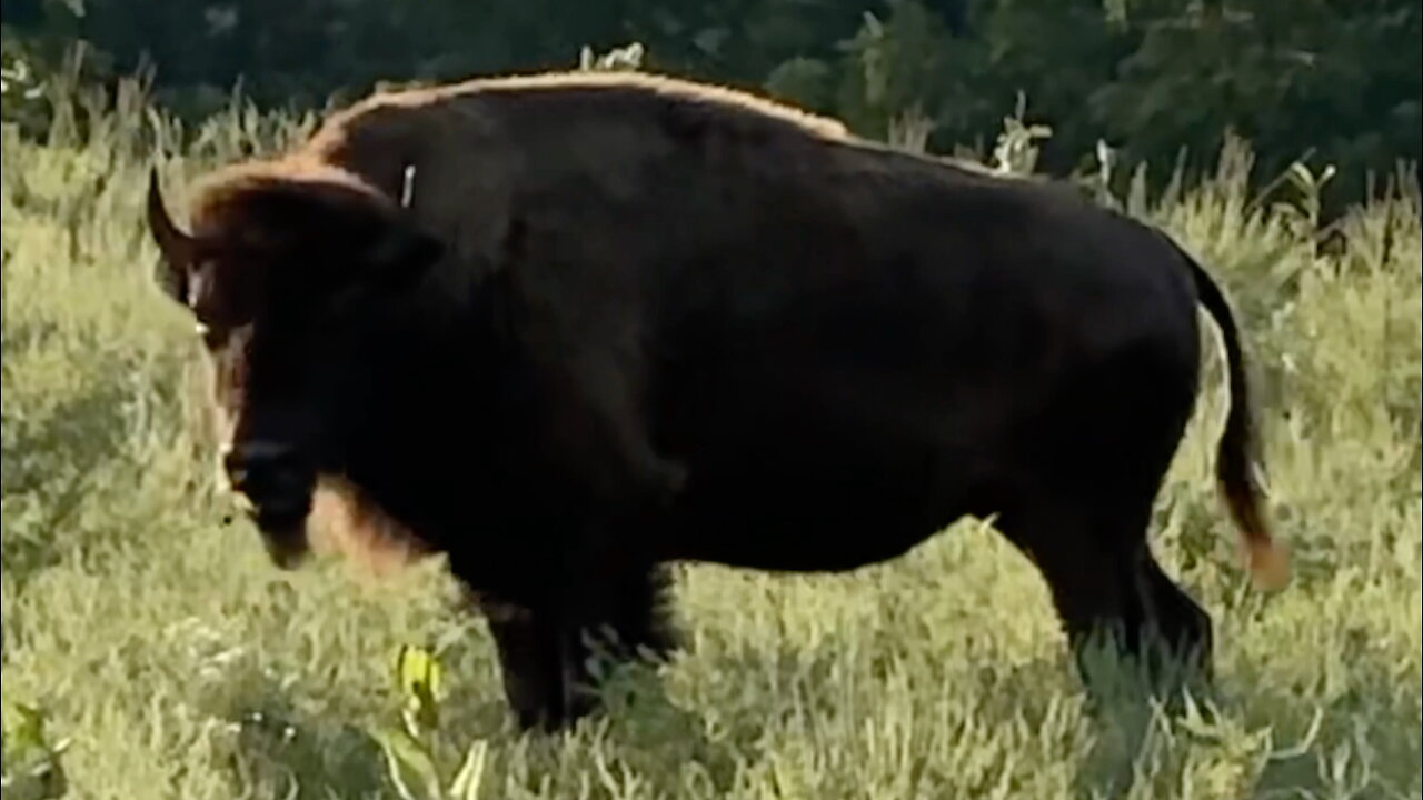 Bison Walking Through Prairie Grass