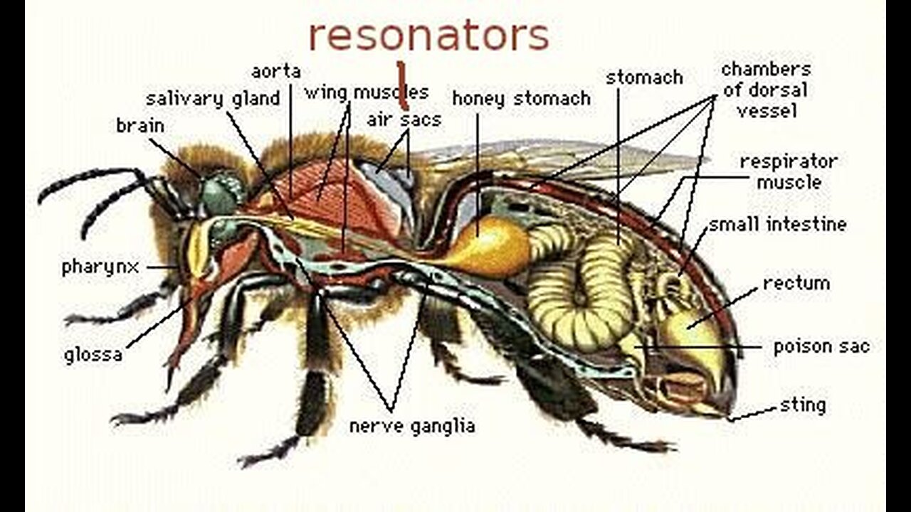 Buzzing about and find out