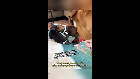How mother dogs teach their puppies manners😍🥰