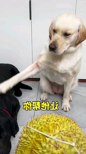 wait for end #comedyit#funny#instagrammers#instagramreels#instagram#explorepage✨ #viral #trending