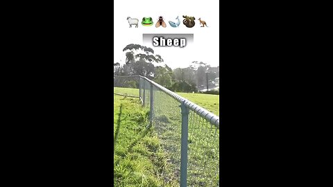 How animals jump