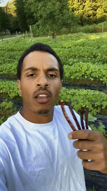 Pick purple hull pink eye peas with me