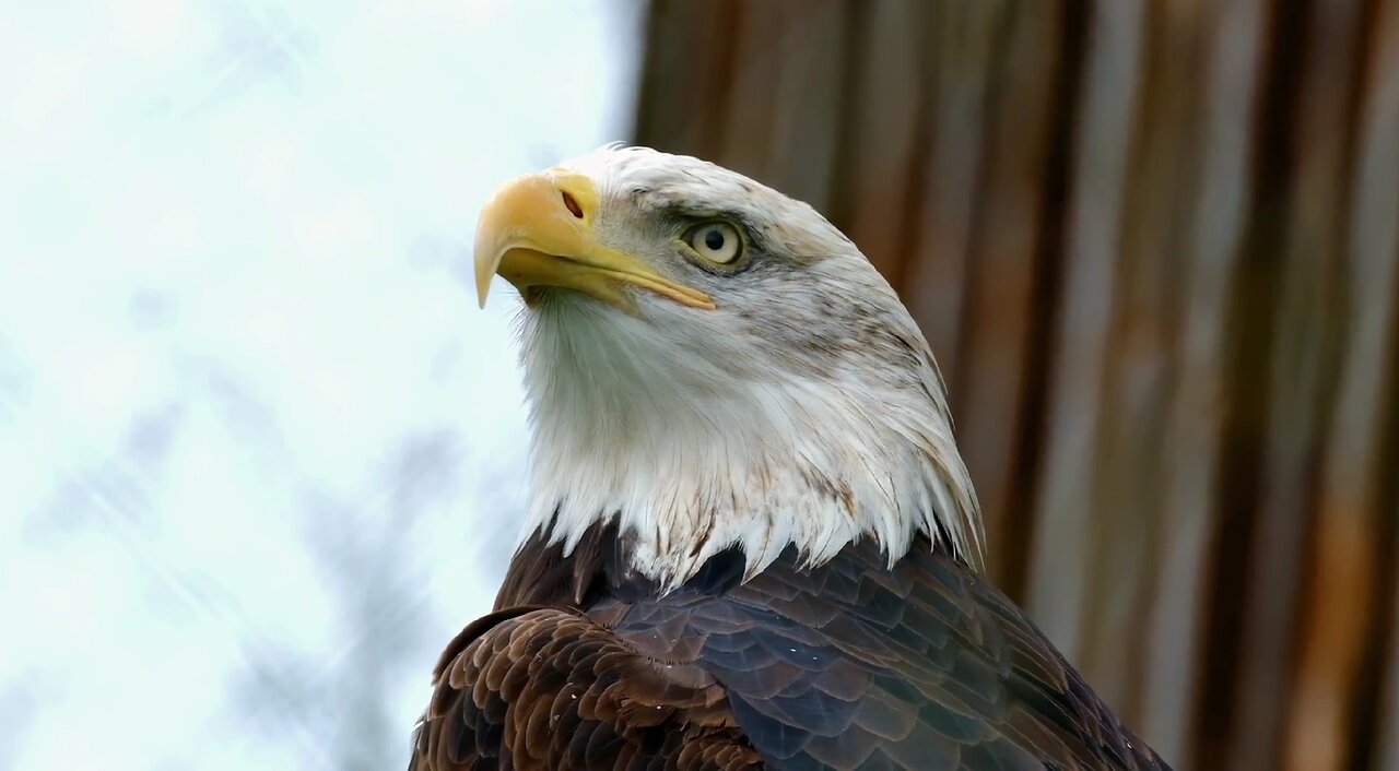 Podcast: Maintaining our Health Rights and Fighting Back Against the Rising Control Grid