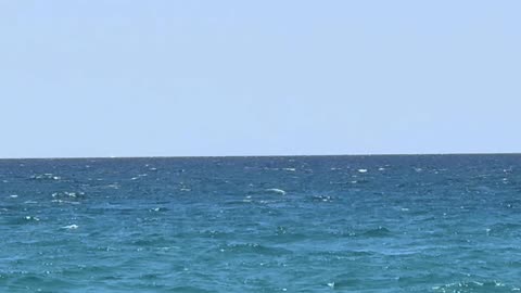 Remedios Herbales para la Salud Pancreática y Parásita