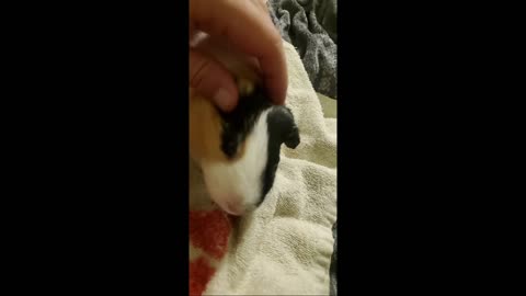 Chilling with my Guinea Pig