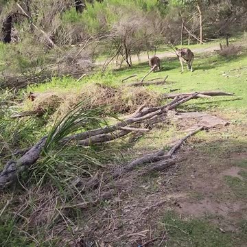 Australian kangaroos