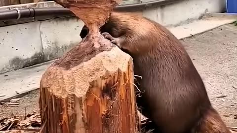 adorable pets