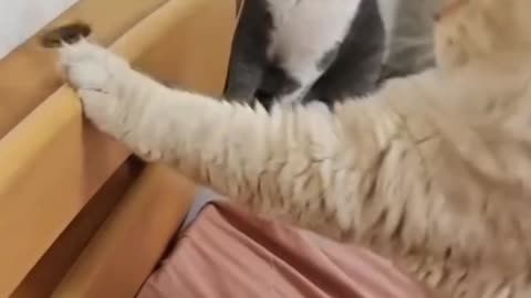 Cat Shocked by a Completely Harmless Object!