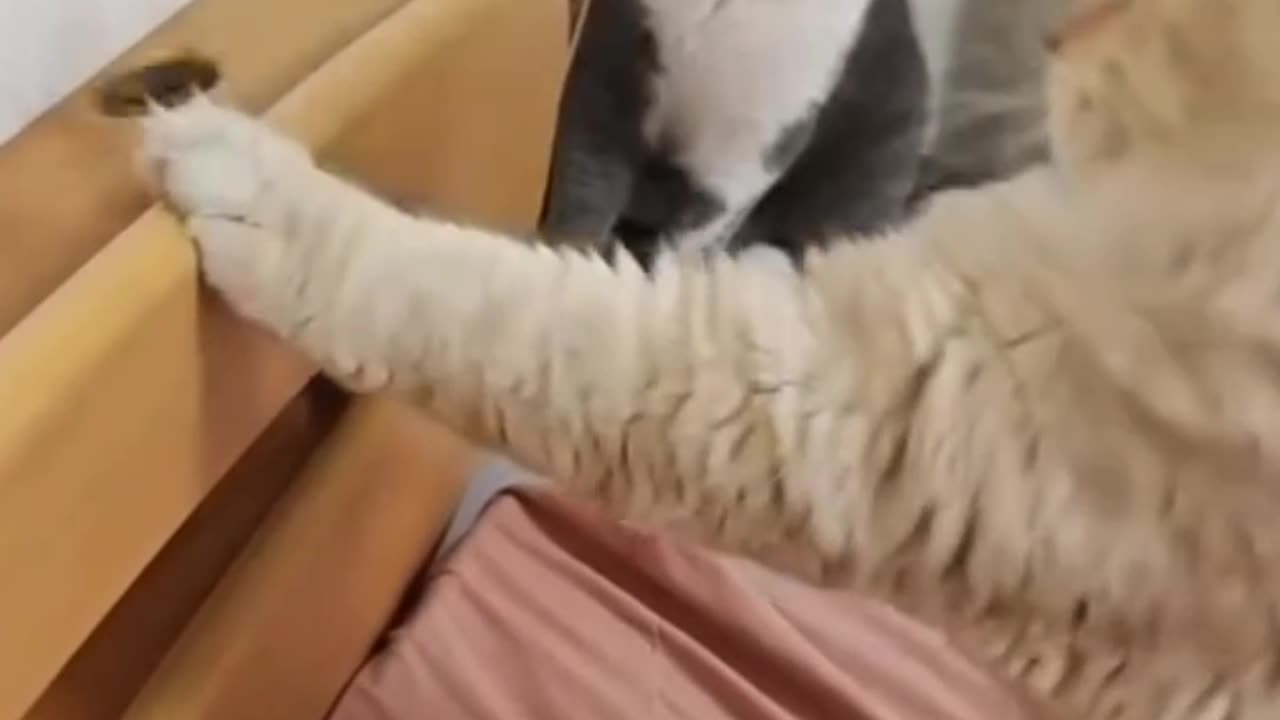 Cat Shocked by a Completely Harmless Object!