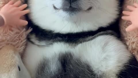 Cutest Puppy Ever! 🐶 Heart-Melting Moments | #shorts #doglover