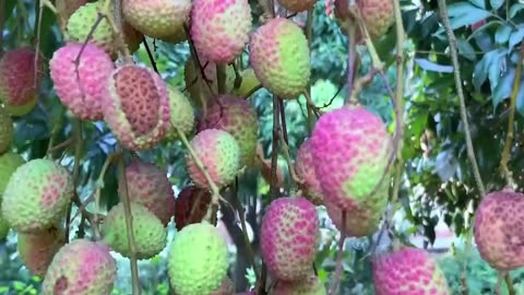 Luchi lichi le lo lichi lichi le lo