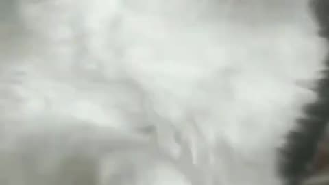 Most stylish cat .... Video