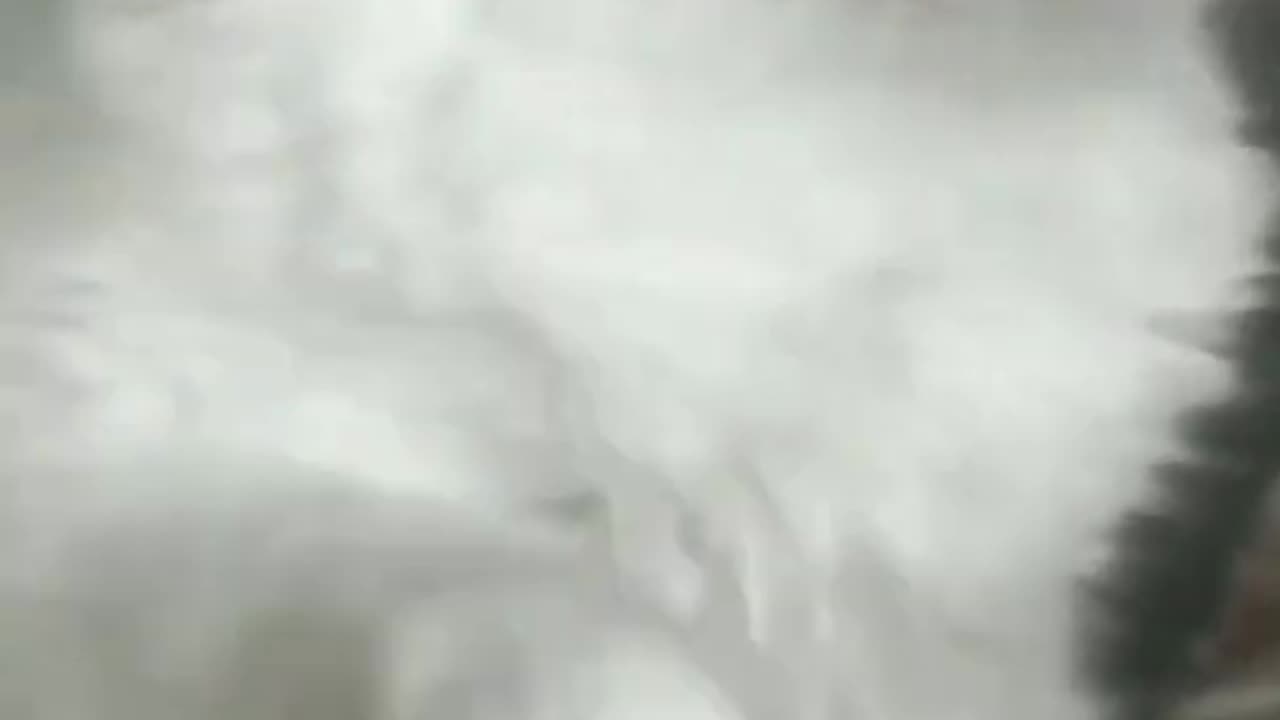 Most stylish cat .... Video