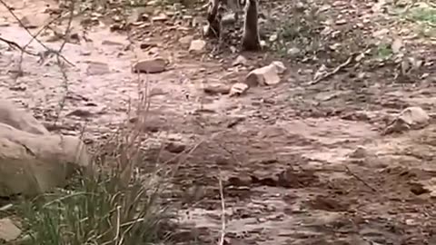 Tiger killed dog at zone 2 Ranthambore National Park,Tiger attack dog