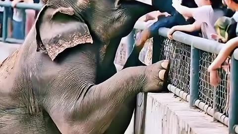 PROPHECIES FULFILLED WORD RECEIVED 1/14/23 AN ELEPHANT (AI GENERATED TO DISTRACT YOU )WILL BE IN YOUR NEWS FOR A SURPRISING REASON