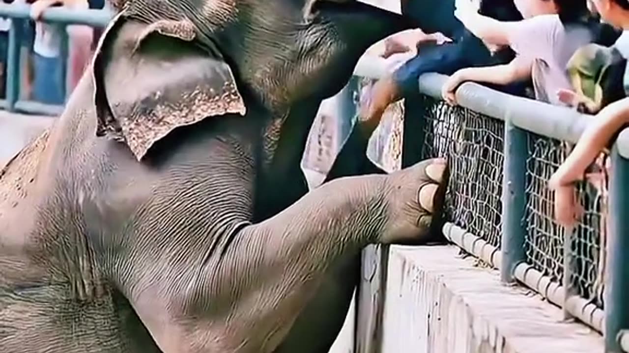 PROPHECIES FULFILLED WORD RECEIVED 1/14/23 AN ELEPHANT (AI GENERATED TO DISTRACT YOU )WILL BE IN YOUR NEWS FOR A SURPRISING REASON