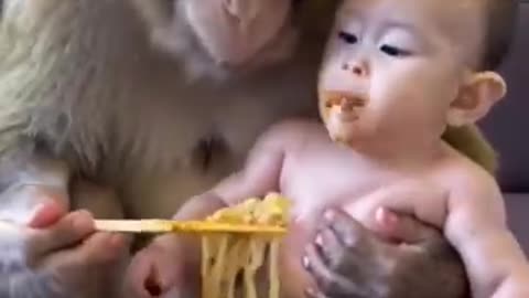 Baby monkey