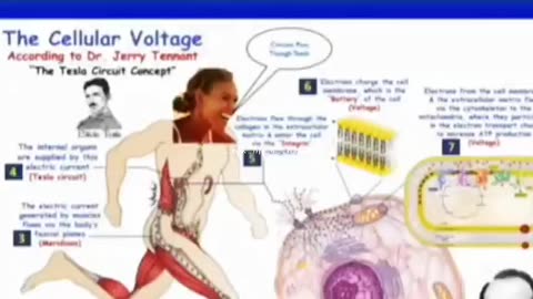 What IS the body's⚡️voltage system❓