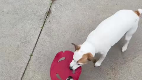 Jack Russells at their peak! They tear and smash everything in their path! 💥