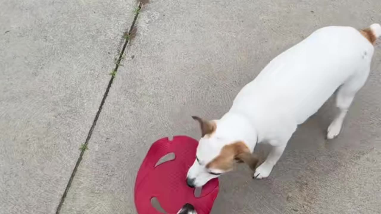 Jack Russells at their peak! They tear and smash everything in their path! 💥