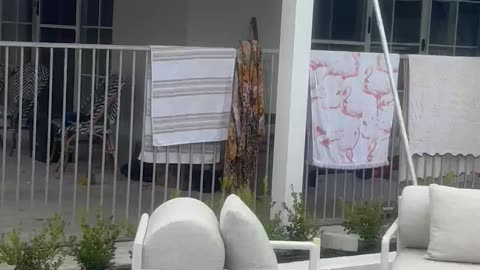 Calmly Flicking Off A Giant Spider While Friends Scream