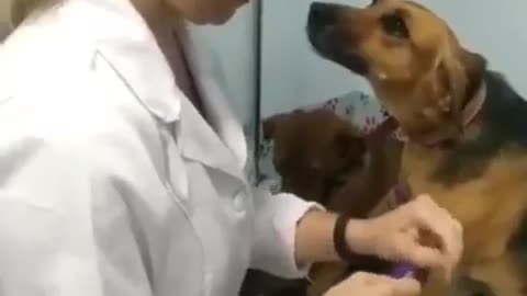 Dog staring at caring nurse