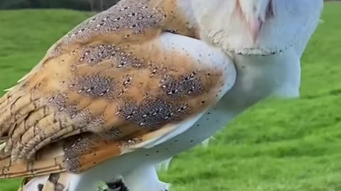 Come fly our Barn Owl!
