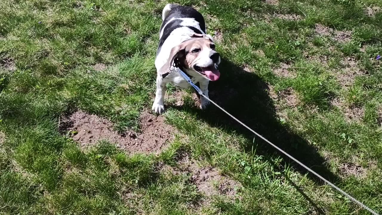 Bandit