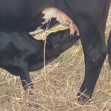 Calf Suckling Milk: Nature's Heartwarming Rhythm || #CalfSuckling #FarmLife #NatureLovers