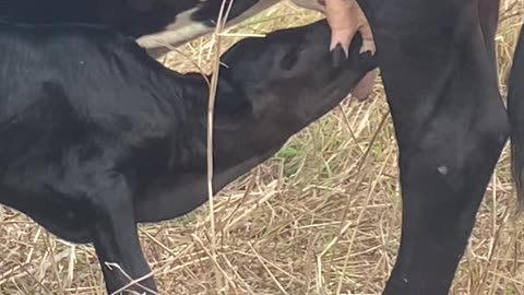 Calf Suckling Milk: Nature's Heartwarming Rhythm || #CalfSuckling #FarmLife #NatureLovers