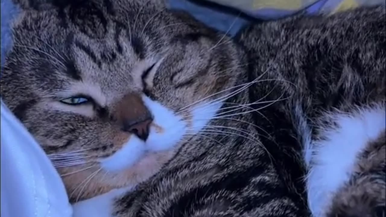 Cat Confusion Behavior