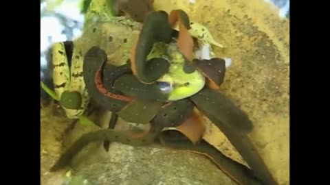 Frog Enjoys Leech Therapy