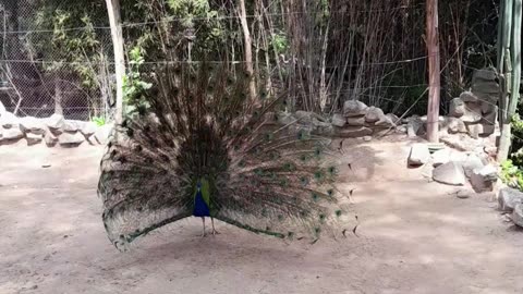 pavo real