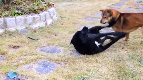 cane_corso_케인코르소_8_months_VS_korean_jindo_dog_진돗개_2year#shorts