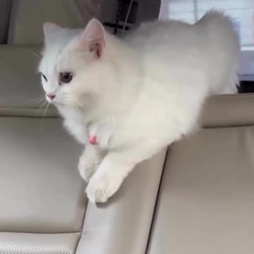 cute cat || dua #shortvideo