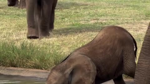 Elephants family.