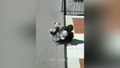 Funniest Animals in 2023 🤣