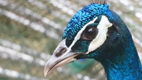 ¿Por qué el pavo real abre su cola? “The Peacock’s Secret: It’s Not Just for Show”