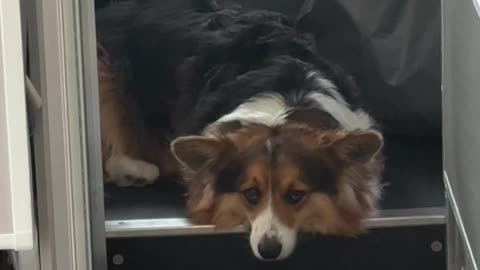 Corgi in the Cockpit