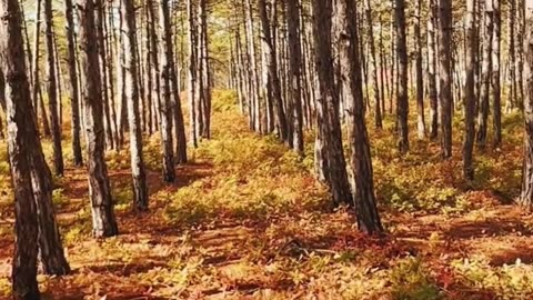 Walking through the Yellow Strip