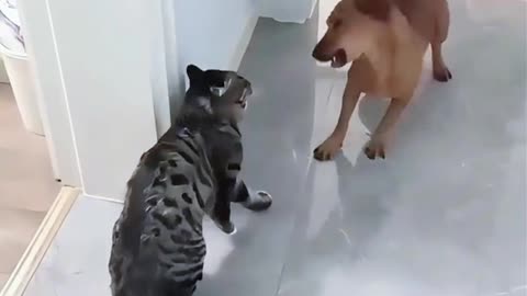 Follow for more #cutecat